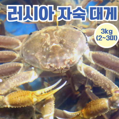 [동해항직송] 러시아 대게 자숙, 1박스, 3kg
