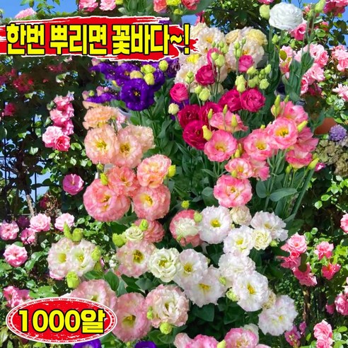 당신의 공간을 싱그럽게 채울 마법, 리시안셔스 씨앗으로 시작하는 꽃의 향연 꽃씨