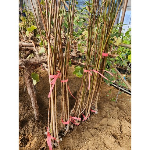 눈 속에서 피어나는 붉은 기적, 설중매화 묘목