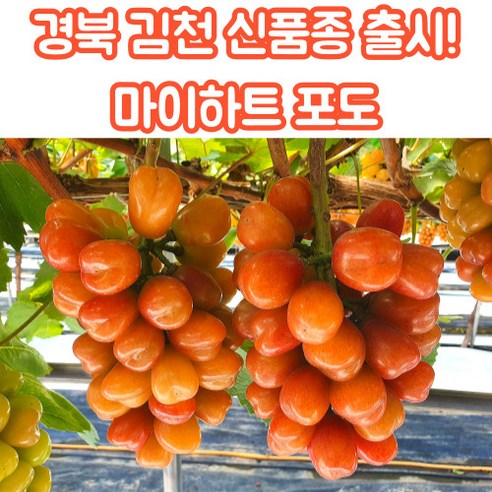 경북 김천 마이하트 포도 하트포도 레드샤인머스켓 1kg 2kg, 마이하트포도_2kg_4수