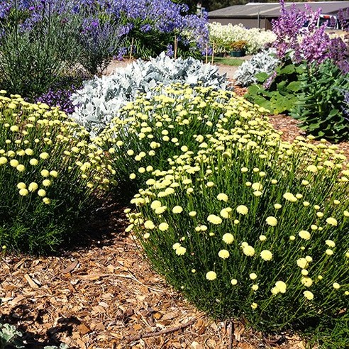 코튼라벤더로 아름답고 향기로운 정원 만들기