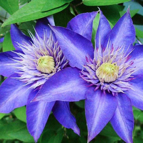 신비로운 푸른빛 매혹, 클레마티스 멀티블루와 함께하는 정원의 꿈 클레마티스