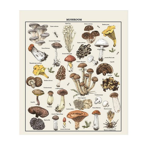 Retemporel 버섯 태피스트리 빈티지 화이트 참조 차트 다채로운 수직 벽 교수형 51.2 x 59.1 인치, 하얀