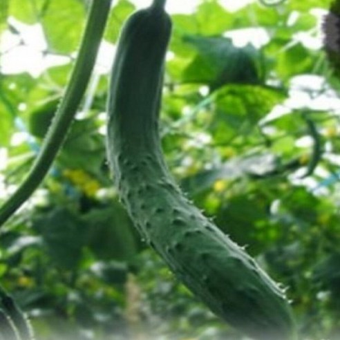신선농장 취청오이 10kg(상) 생 취청오이