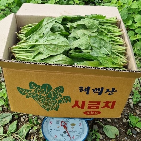 제철 생 시금치 1박스 4kg, 1박스(4kg), 1개