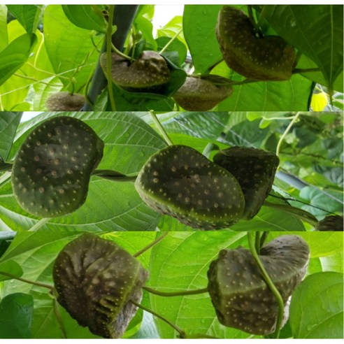 하늘마 열매마 마 주산지 안동에서 생산한 2024 햇하늘마 최상품 2kg 3kg 5kg, 1kg