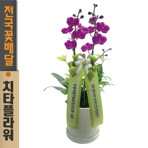 [오케이나우ㅣ강추] 치타플라워 만천홍 서양란: 축하와 공기정화의 완벽한 선물 [OKNOWㅣ추천상품]