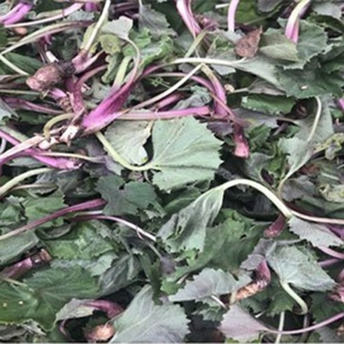 전남 자연산 노지 머위: 맛과 건강상의 이점