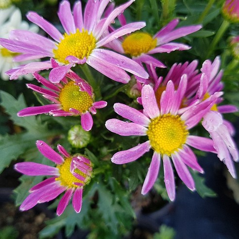 피어나라플라워 분홍구절초는 국내산으로 제조된 꽃 상품입니다.