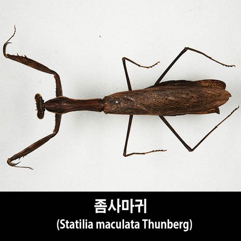 좀사마귀표본-Statilia maculata Thunberg