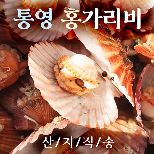 통영 대왕 왕 가리비 조개구이 구이용 홍가리비 세척 3kg 1kg 2kg 홍가리비5kg, 최상급 1kg