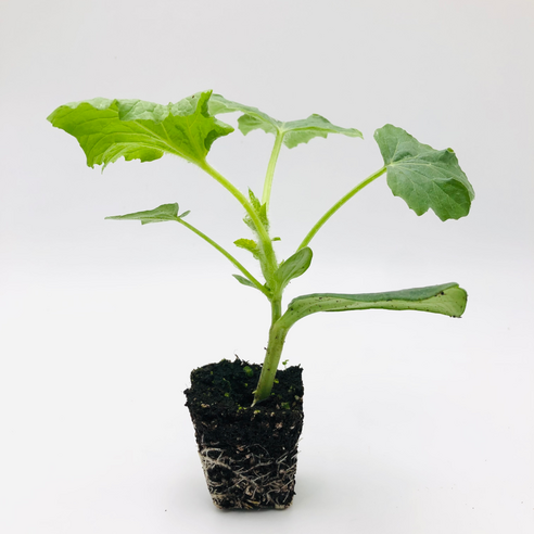 좁은 공간에서도 즐기는 달콤한 수박, 파머씨드 애플수박 모종으로 시작하세요!