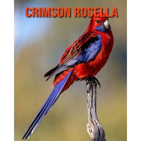 (영문도서) Crimson Rosella: Beautiful Pictures & Interesting Facts Children Book About Crimson Rosella Paperback, Independently Published, English, 9798511251509