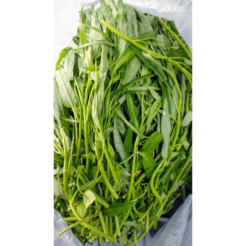 공심채 (1KG) 모닝글로리, 6개, 500g