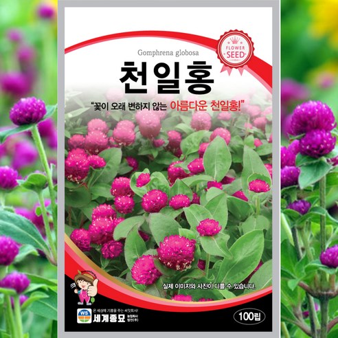 천일홍 씨앗 꽃씨 봄꽃 야생화, 100립, 1개