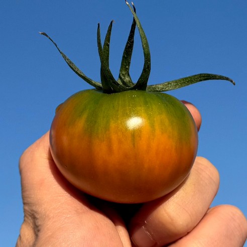 대저 짭짤이 토마토: 맛과 건강을 담은 붉은 보석