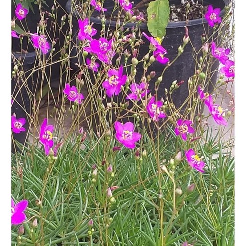 삭막한 베란다, 꽃 한 줌으로 싱그러운 행복을! (feat. 노지월동 초화화) 초화화