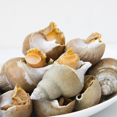 포항 백고동 제철 백골뱅이 생물 동해 당일조업 1kg, 2개