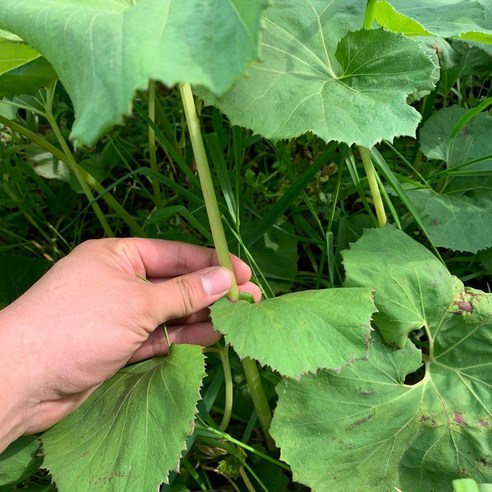 전남 자연산 노지 머위: 맛과 건강상의 이점