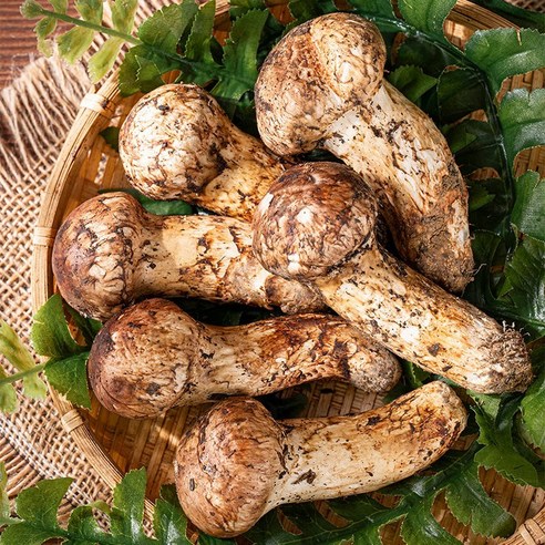 깊은 산 속 향기를 담은 특별한 선물: 자연산 냉동 송이버섯 자연산송이