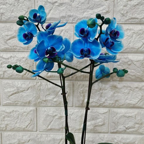 특별한 날, 특별함을 더하다: 아바타 염색 호접란 블루40 후기 호접란아바타