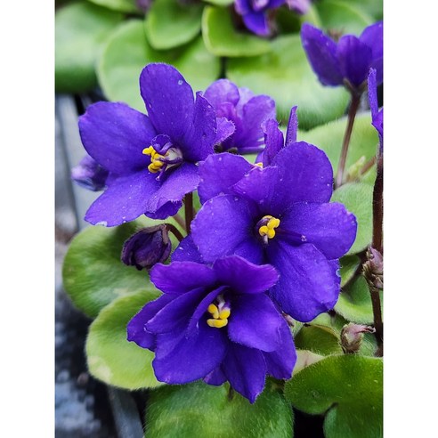 앙증맞은 행복, 미니 바이올렛 트윙클 블루로 시작하는 나만의 작은 정원