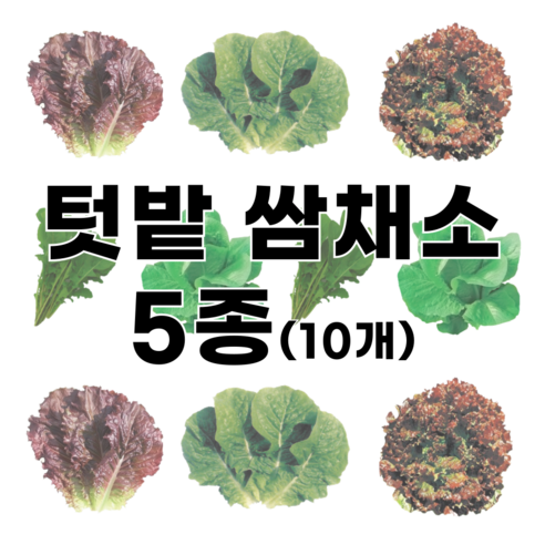 심따 텃밭 쌈 채소 씨앗 5종 적치마 청치마 루꼴라 로켓 로메인 꽃상추 씨앗, 10개