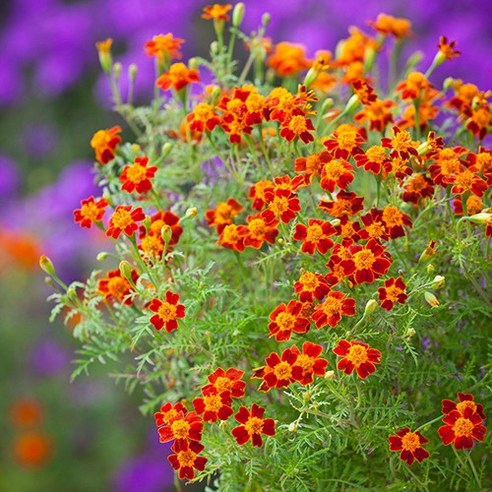 모야모의 식용메리골드 씨앗: 정원과 요리에 활력을 더하세요