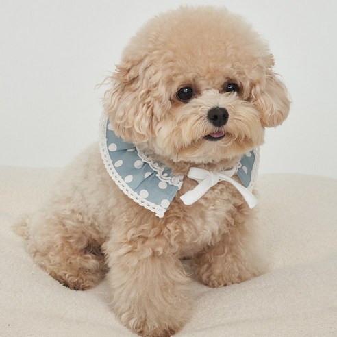 SUPERPET 반려동물 귀염 스카프, 땡땡이블루, S, 1개