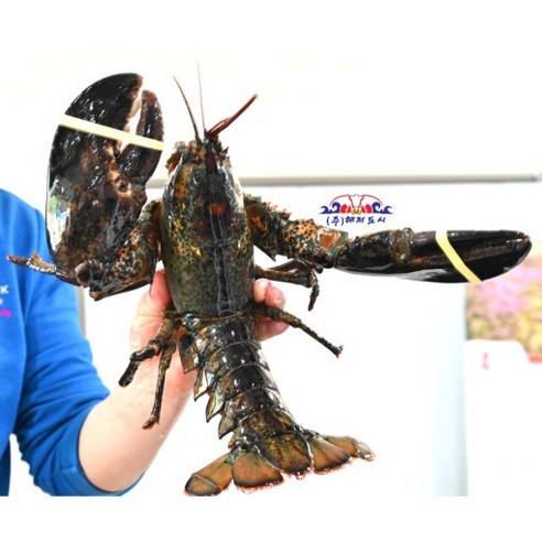 깊은 바다의 풍미를 식탁으로, 캐나다산 냉동 활랍스타와 함께 특별한 미식 경험을!