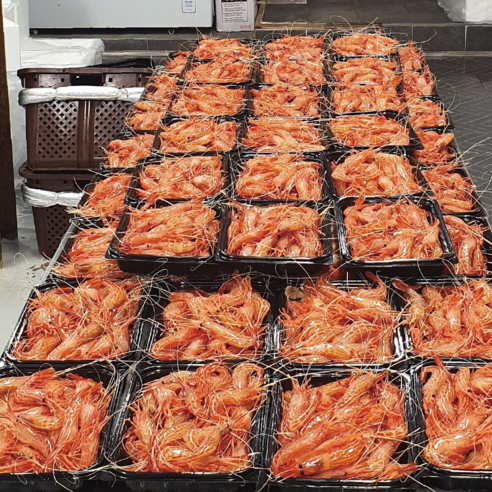 청정 해역 독도에서 자란 신선하고 영양 가득한 새우