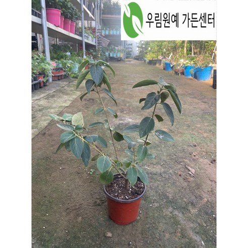 정원의 은은한 아름다움, 차이니스 스노우볼 포트묘