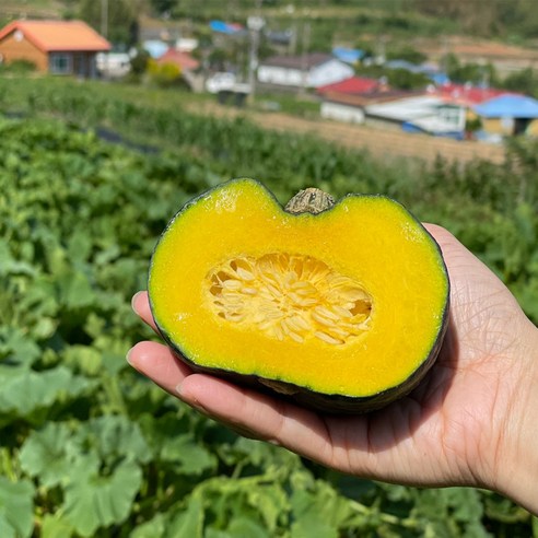제주 단호박 미니 밤호박 보우짱 대용량, 1박스, 4.5kg