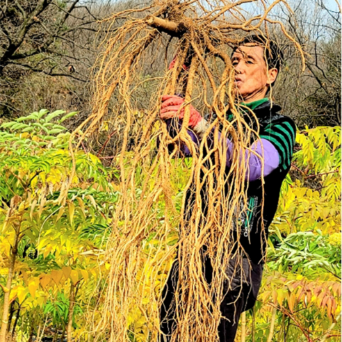 내 손으로 키우는 싱싱한 여름두릅, 담비농장 종근으로 시작하세요!