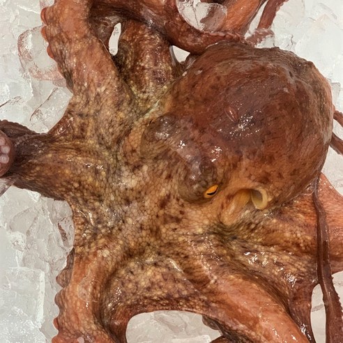 통영 산지직송, 신선하고 싱싱한 자연산 돌문어