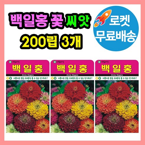 백일홍 씨앗 (합 600립 )꽃씨 혼합씨앗 종자 관상용, 3개
