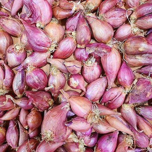 튼튼한 쪽파 종근으로 풍성한 텃밭을 가꾸세요.