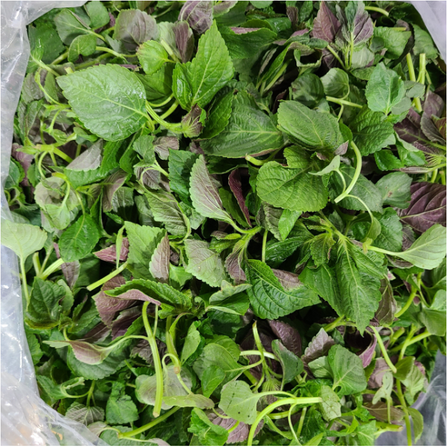 영호네농산물 동전깻잎 깻순 깨순잎 1kg