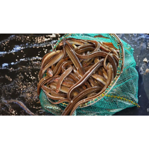 통영 바다 장어 1kg 손질 바다 장어 붕장어 아나고 1박스 및 장어 1kg 손질 후 750g 소 5~6미