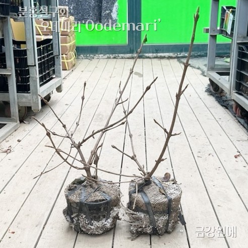 삭막한 공간에 생기를 더하는 분홍빛 설구화 오데마리