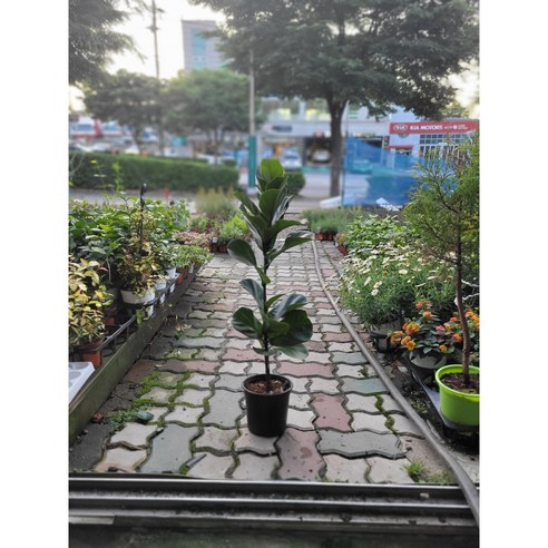 좁은 공간에 생기를, 초보도 키우기 쉬운 외목대 떡갈고무나무 솔직 후기