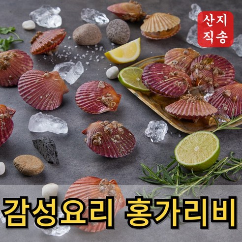 [큰사이즈] 통영 제철 홍가리비, 1개, 중사이즈 1kg (25미 내외)