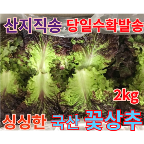 [본고장 산지직송] 국산 싱싱한 꽃상추 2kg 사시사철 국내산 신선한 당일수확 빠른배송 상추 쌈채소 적상추 상추박스 포기상추, 1개