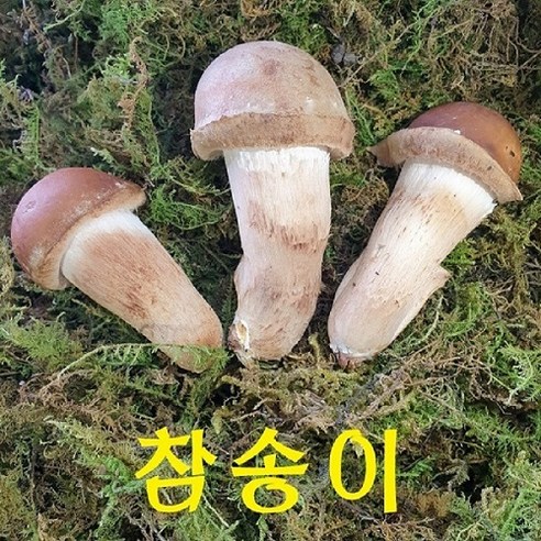 곡성 무농약 참송이버섯 1kg /500g (2시전 주문시 내일도착), 1박스, 2등급 500g