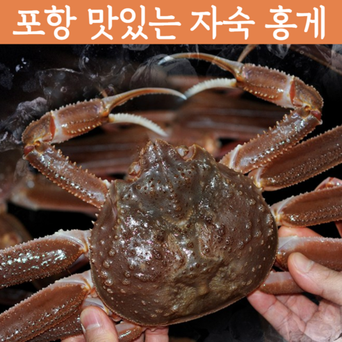 [자숙홍게] 감동농수산물 후포홍게 홍개 강원도 포항연지 홍게 주문진홍게 자숙홍게 후포항 연지 홍게 파지 활홍게 포항 홍게 영덕홍게 라면 육수용 홍게 당일배송 택배, 2개