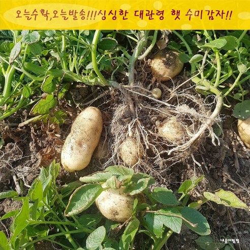 대관령 산지직송 2021년 햇 수미 감자 출시 (대 100-140g내외)5 kg 10 kg, 5kg