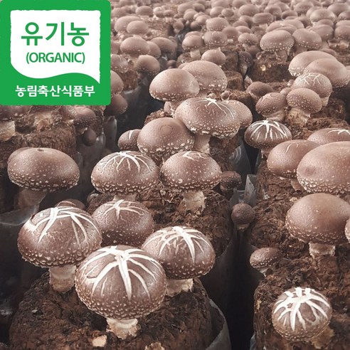 [해담은농장] 유기농 생표고 작은표고버섯 1kg 국내산 참나무 (농장직배송), 작은표고1kg, 1개 - 표고버섯 | 쿠팡
