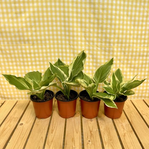 무늬비비추 하나로 삭막한 공간을 생기 넘치는 나만의 정원으로!