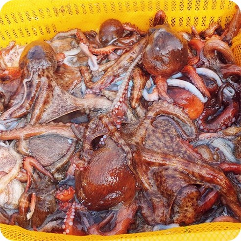바다의 진미, 집에서 편안히 즐기는 돌문어