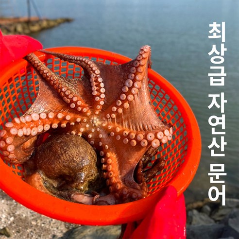 품격있는 통영 최상급 문어 자연산 생물 돌문어 1kg [원산지:국산(경상남도 통영시)], 1개, 문어 1kg